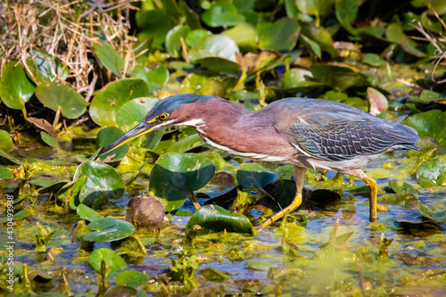 Close up green heron fishing in the pond photo