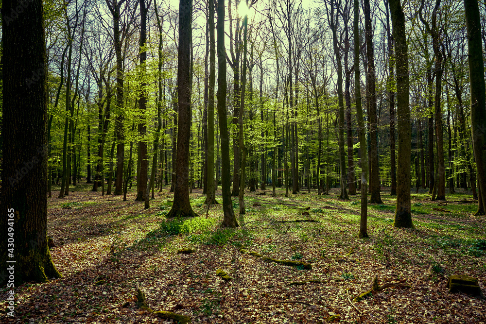 Fototapeta premium Forest trees. nature green wood sunlight backgrounds