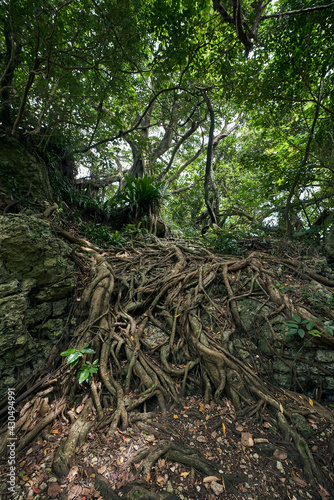 岩をつたうガジュマルの根っこ © okioki