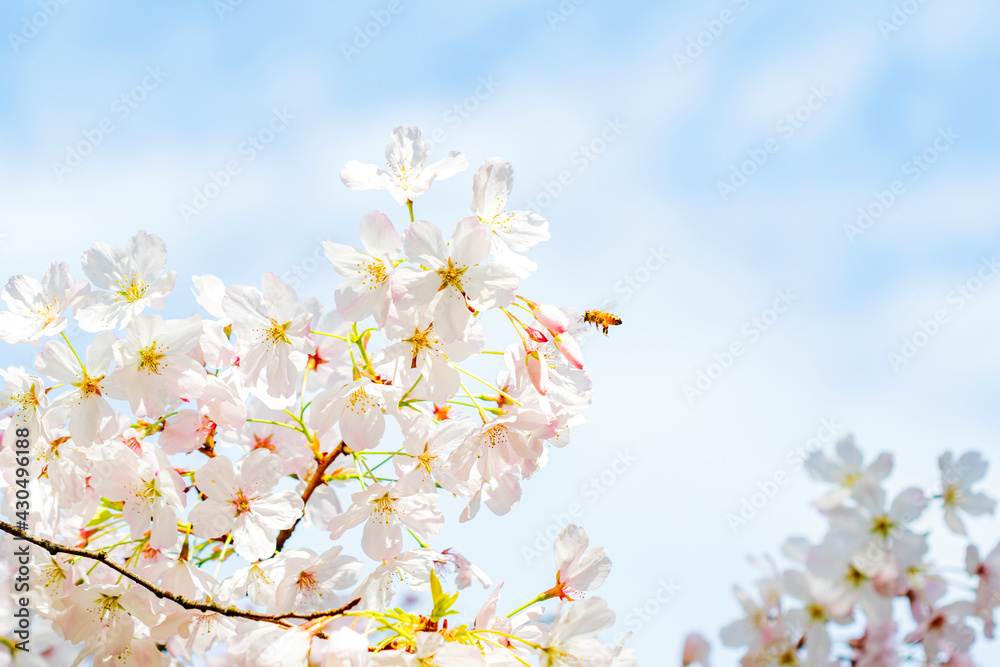 Cherry Blossom Cherry Blossom