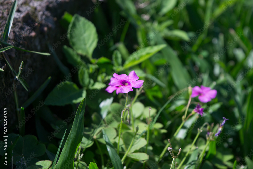 flowers in the grass flowers in the grass