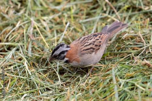 RUFOUS-COLLARED SPARROW (Zonotrichia capensis), a common but very beautiful bird, an American sparrow looking for its grains in the grass. Huancayo - Peru