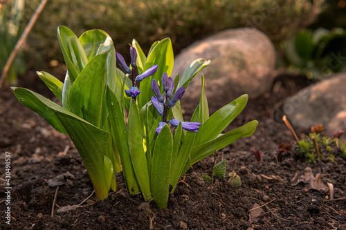 Early spring gardening  a purple blue muscari flower blooms in the middle of dry herbs. Grape or murine hyacinth as a centerpiece of dark blurred background of brown soil