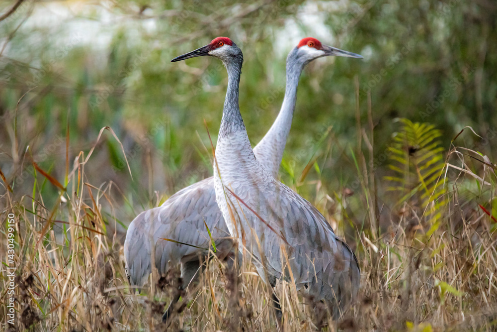 Fototapeta premium Pair of sandhill cranes during mating season close up