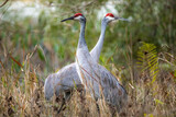 Pair of sandhill cranes during mating season close up