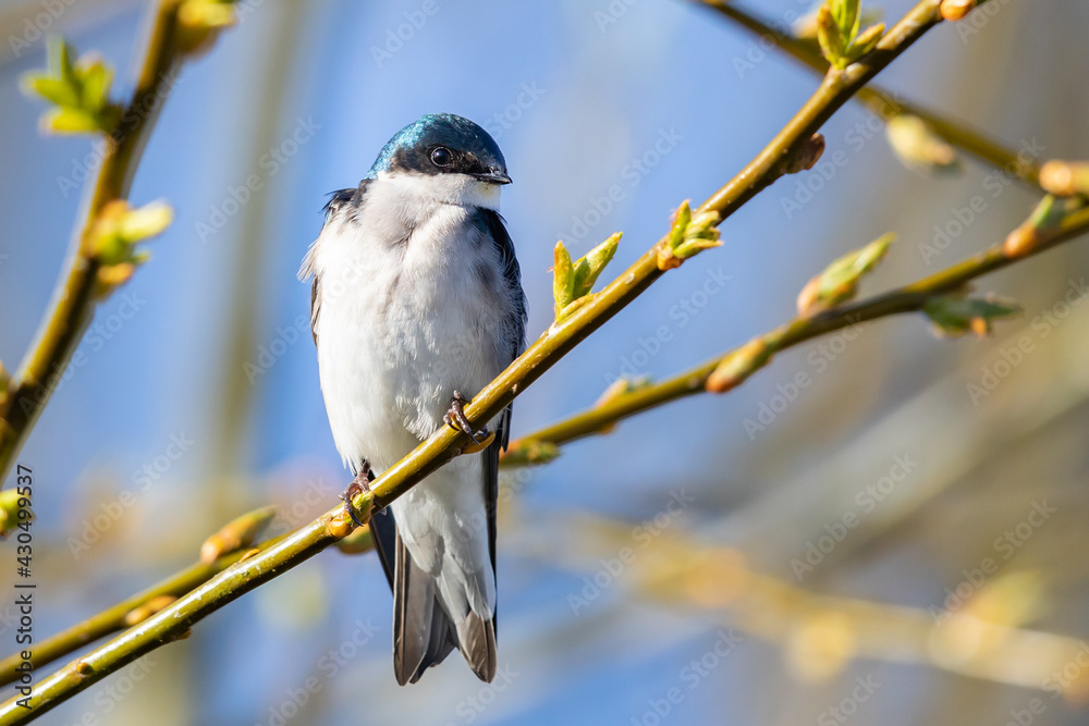 Majestic Tree Swallow Surveys the Surroundings