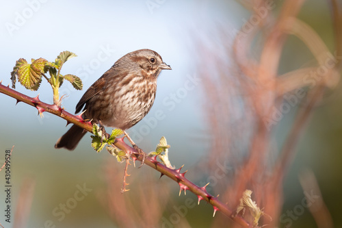 Song Sparrows Watches the Action From a Blackberry Bramble