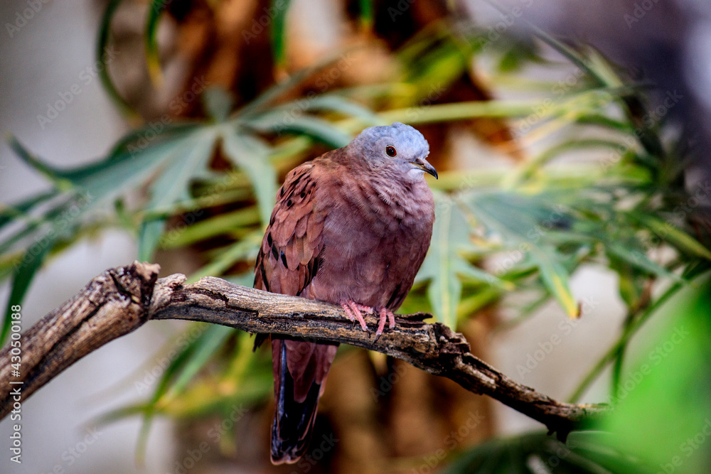 Obraz premium Columbina talpacoti - Purple dove