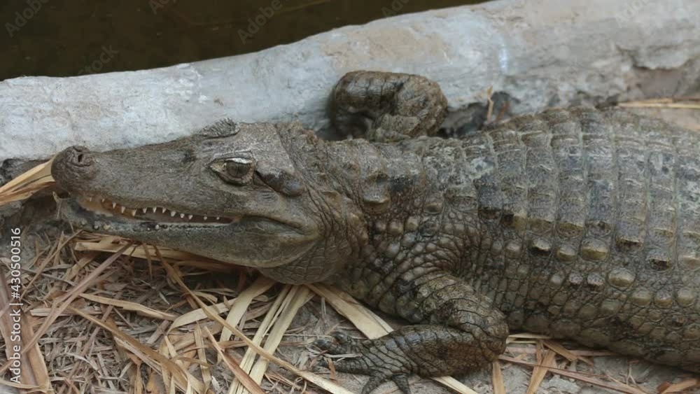 American Alligator resting still, biting and leaving the camera frame shot American Alligator resting still, biting and leaving the camera frame shot