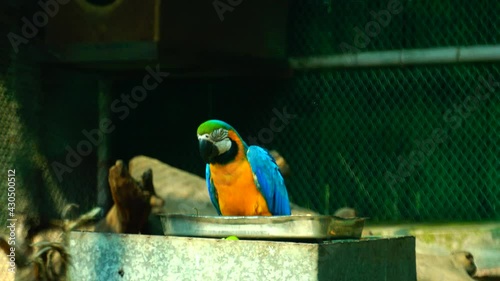 Animal and wildlife, Wildlife traditionally refers to undomesticated animal species