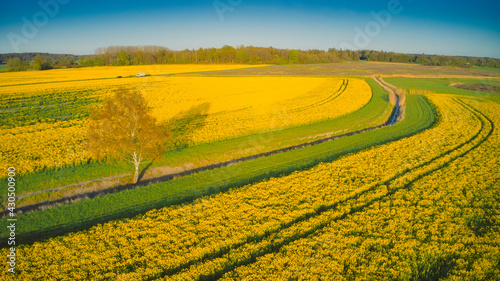 Stockholm Ekero - Aerial view of a Rapeseed field 20-04-01. High quality 4k footage