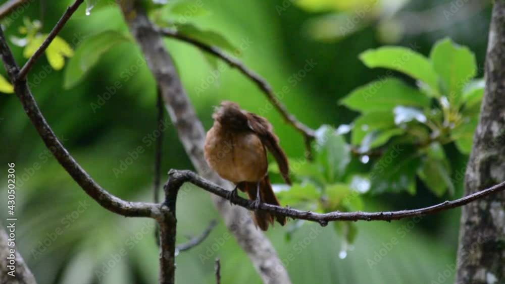 Pássaros, Aves, Passarinhos Pássaros, Aves, Passarinhos