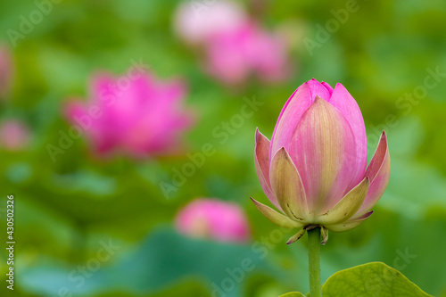 pink lotus flower