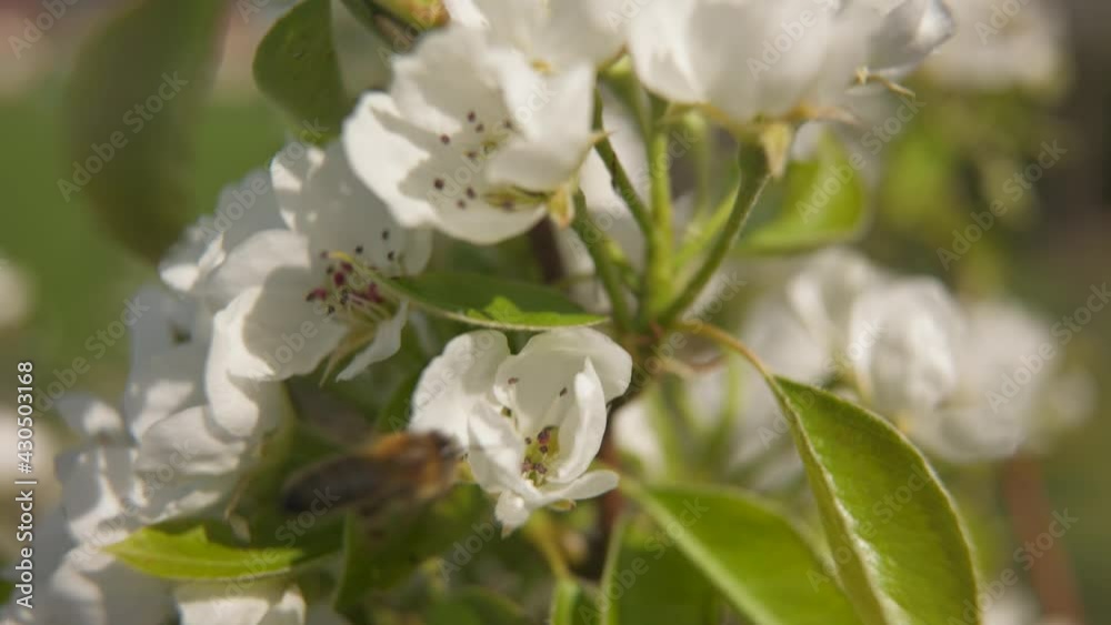 Bee is is flying near Pear blossom looking for nectar in white blossom - slight slow motion Bee is is flying near Pear blossom looking for nectar in white blossom - slight slow motion
