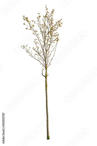Yellow leafed tree cut out, isolated on white background