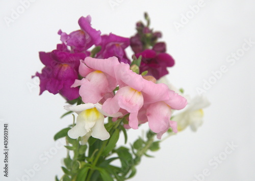Bouquet of  pink, purple, white Snapdragons, dragon flowers, Antirrhinum majus © Dana
