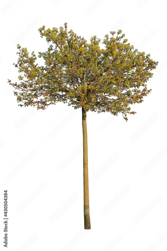 Fototapeta premium Juniperus occidentalis, also known as Western juniper, isolated on white background