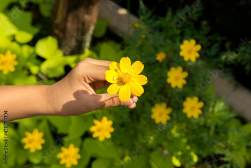 Human hands holding a yellow flower
