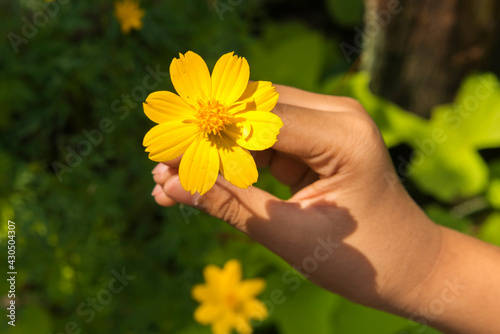 Human hands holding a yellow flower