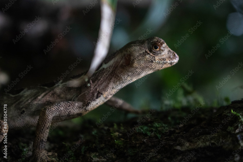 lizard of the Genus Enyaliuson looking for the câmera lizard of the Genus Enyaliuson looking for the câmera
