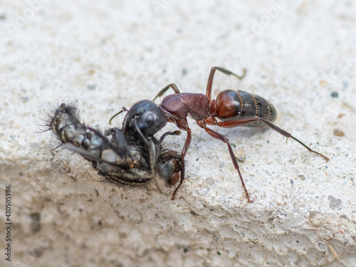 An Ant carrying a dead house fly on a concrete floor surface. Close up. Macro. © Stefan
