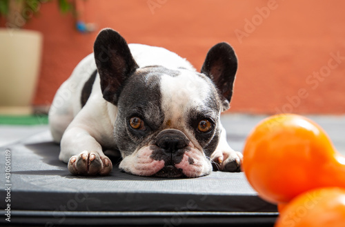 French Bulldog lying on an exercise mat outside the home. With Halter and orange background