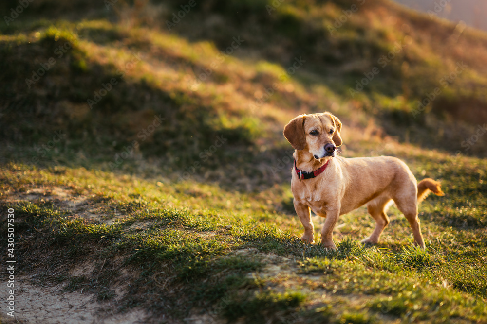 A small yellow dog standing in the grass on the hills and looking around