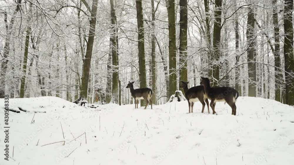 Three fallow deer does looking for a path in snow,winter forest. Three fallow deer does looking for a path in snow,winter forest.