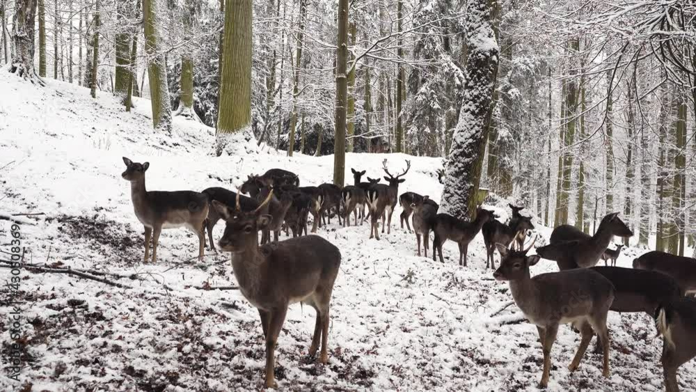 Herd of fallow deer in a winter forest,enjoying the snow,Czechia. Herd of fallow deer in a winter forest,enjoying the snow,Czechia.