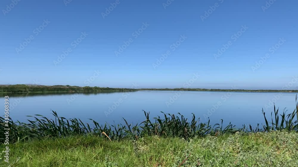 Reeds green grass green succulent plants on vlei water’s edge to the blue sky horizon Zeekoevlei , pond or lake Reeds green grass green succulent plants on vlei water’s edge to the blue sky horizon Zeekoevlei , pond or lake