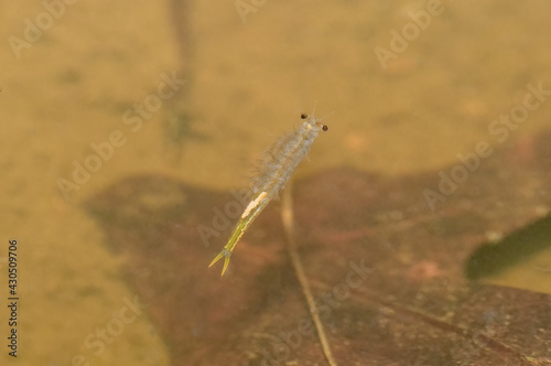 wild female Streptocephalus sealii, the spiny-tail fairy shrimp, is a species of branchiopod - swimming in  sandy pond water vernal ephemeral temporary water source - eggs and brood pouch visible