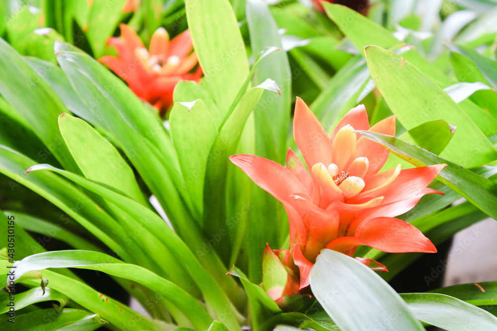 20210414 Bromeliads - © Luis Cabrera @salteveneno 20210414 Bromeliads - © Luis Cabrera @salteveneno