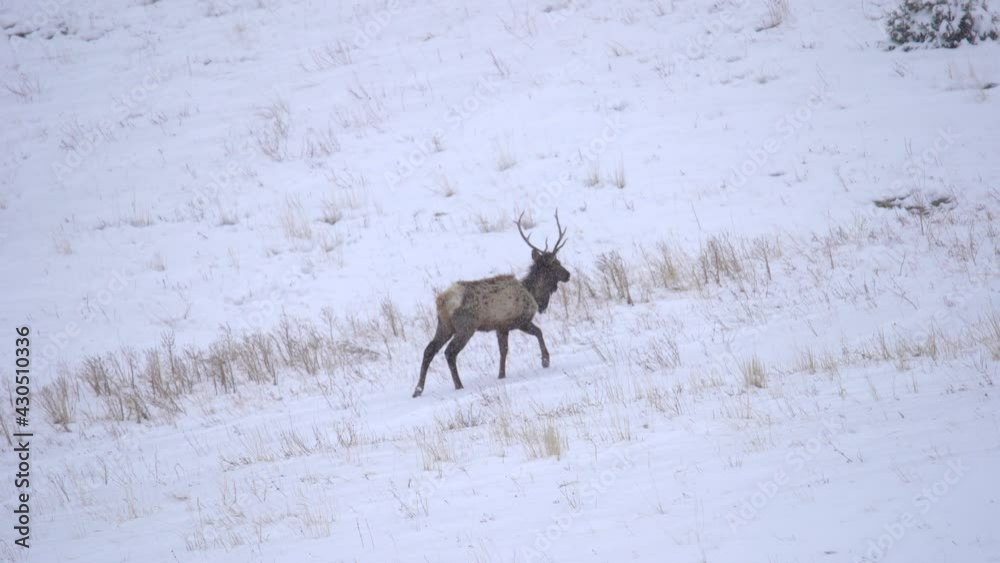 Elk walking in snow covered field Elk walking in snow covered field