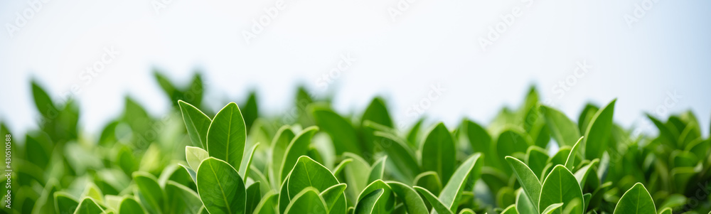 Closeup of beautiful nature view green leaf on white sky as background in garden with copy space using as background cover page concept. Closeup of beautiful nature view green leaf on white sky as background in garden with copy space using as background cover page concept.