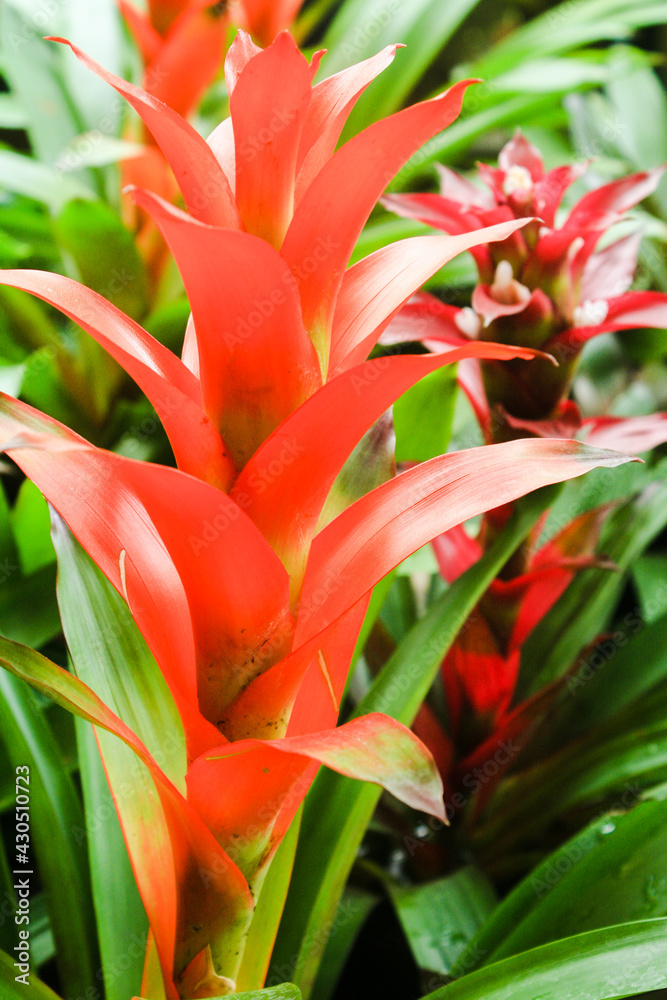 20210414 Bromeliads - © Luis Cabrera @salteveneno 20210414 Bromeliads - © Luis Cabrera @salteveneno