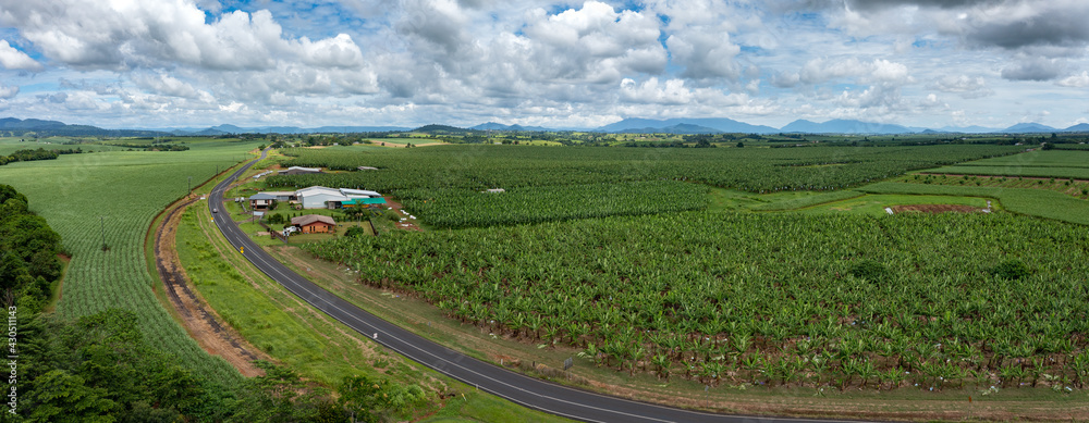 Aerial drone view of bananas growing next to sugar cane in fields in South Johnstone, Far North Queensland, Australia