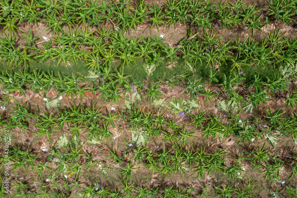 Obraz premium Aerial drone view of bananas growing next to sugar cane in fields in South Johnstone, Far North Queensland, Australia