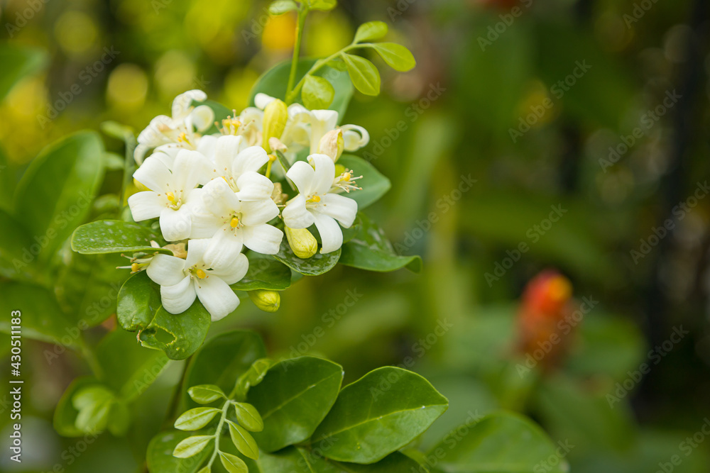 Fototapeta premium Beautiful white Murraya flowers blooming and fragrant in garden