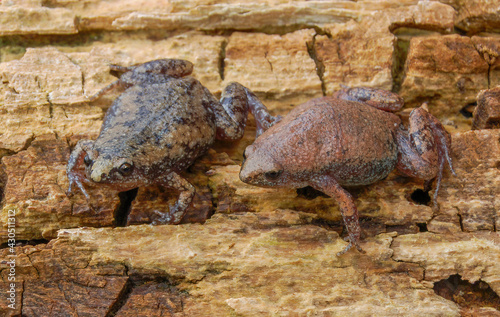 male and female Eastern narrow mouth toad ( Gastrophryne carolinensis) posing on cracked wood - orange brown mottled color - looking left  photo