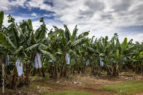 Bananas growing in fields in South Johnstone, Far North Queensland, Australia