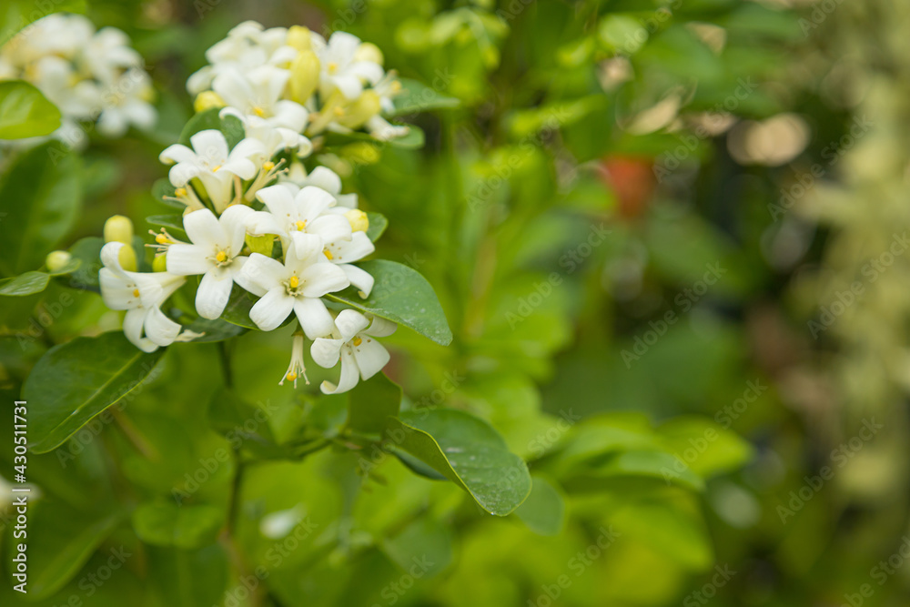 Fototapeta premium Beautiful white Murraya flowers blooming and fragrant in garden