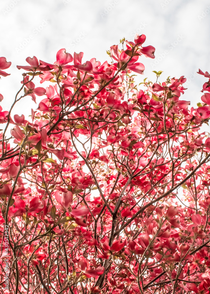 Pink blossoms on a  dogwood tree with cloudy skys