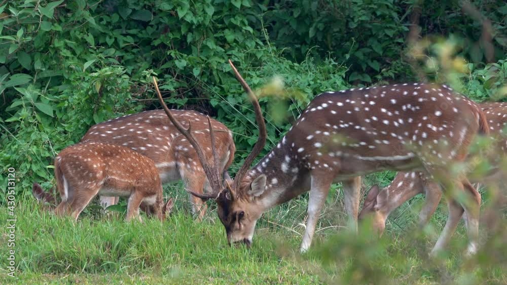 A large spotted deer buck grazing at the edge of the jungle. A large spotted deer buck grazing at the edge of the jungle.