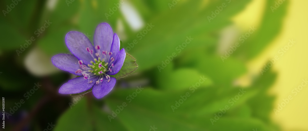 Long wide banner of greetings or holidays background