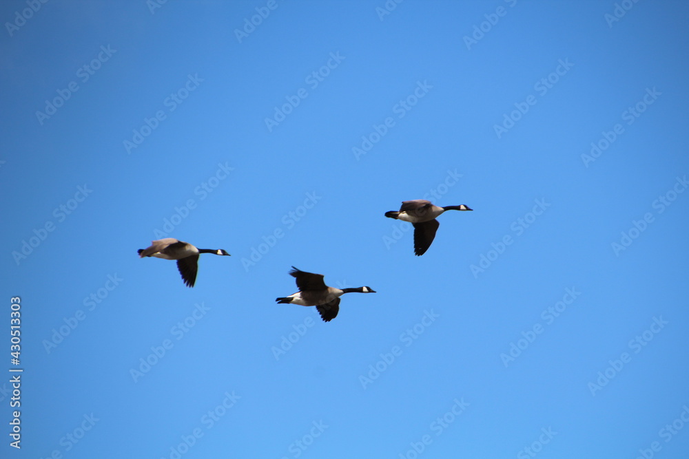 Flight Of The Geese, Pylypow Wetlnads, Edmonton, Alberta Flight Of The Geese, Pylypow Wetlnads, Edmonton, Alberta