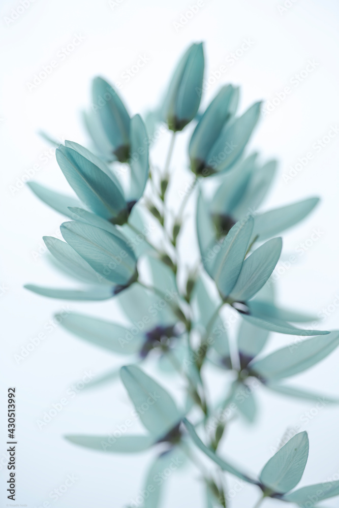 Obraz premium powder blue flowers F