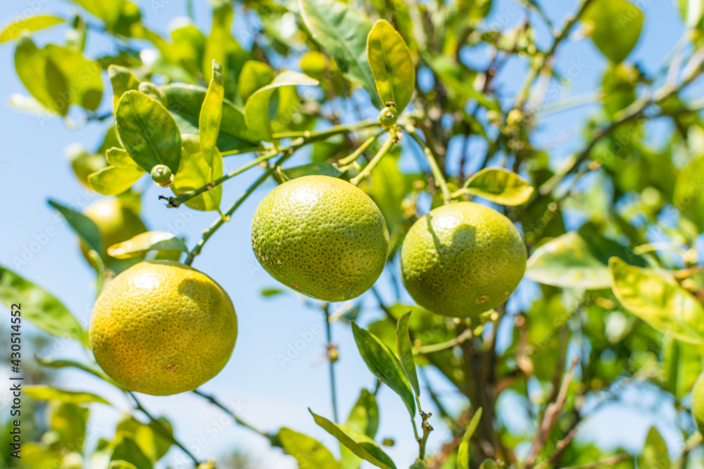 Unripe citrus mandarines on green branch in the south Spain. Unripe citrus mandarines on green branch in the south Spain.