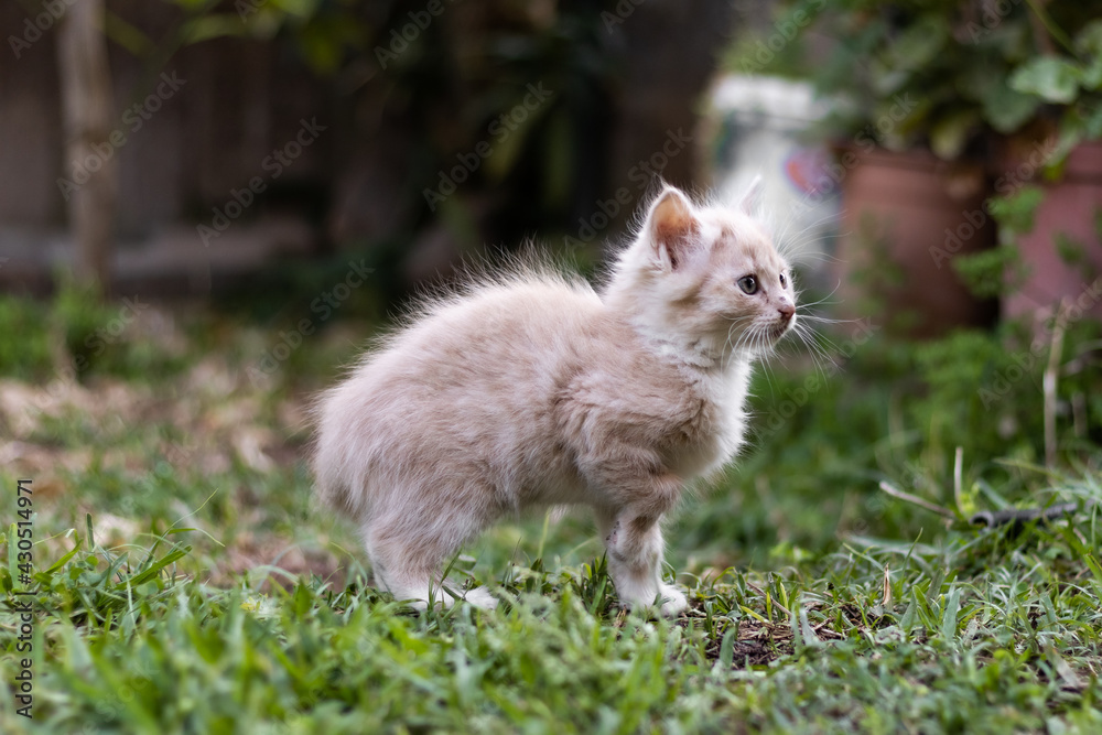 Very cute cream-colored kitty on a garden of a house playing