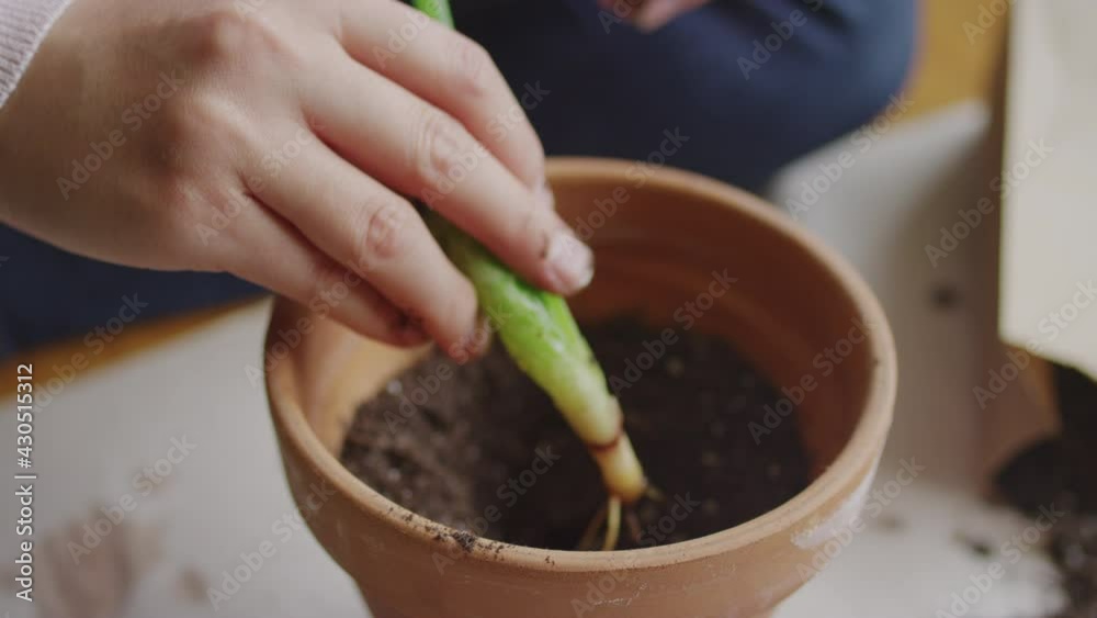 Slow motion shot of botanist potting a young aloe vera cutting Slow motion shot of botanist potting a young aloe vera cutting