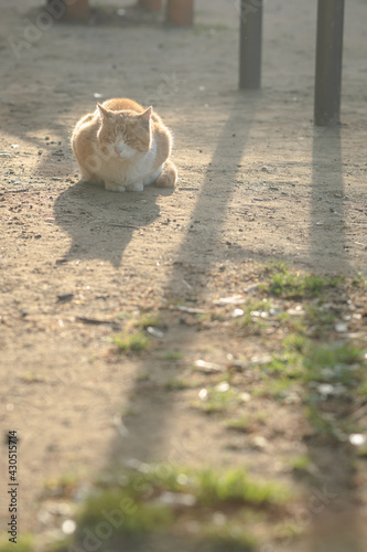 朝陽を浴びながら